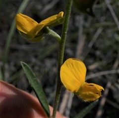 Crotalaria brevis