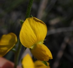 Crotalaria brevis
