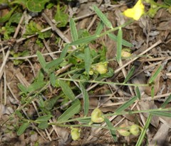 Crotalaria brevis