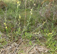 Crotalaria brevis