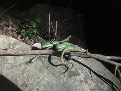 Trimeresurus macrops