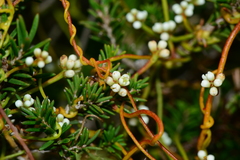 Cassytha pubescens