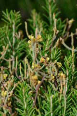 Cassytha pubescens