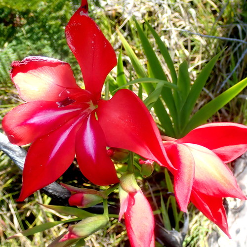 Image of Gladiolus sempervirens by no rights reserved
