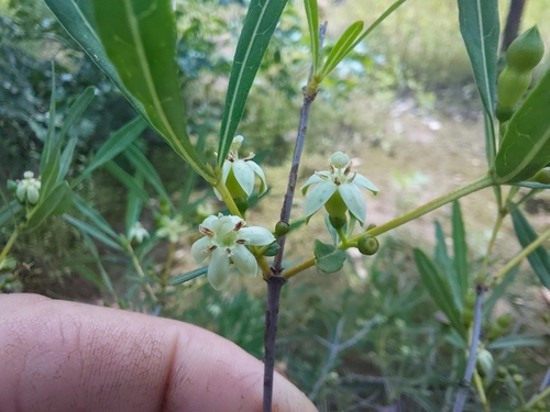 Fadogia gossweileri