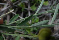 Crotalaria brevis