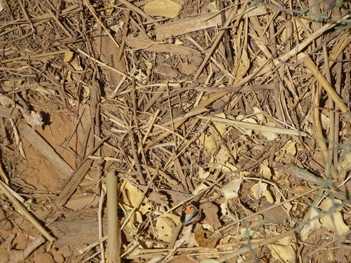 Blue-Spotted Arab
