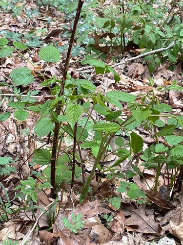 Goatsbeard (Aruncus dioicus)