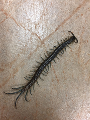 Parotostigmus
