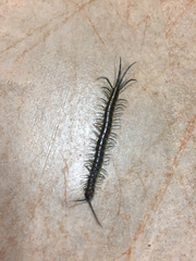 Parotostigmus