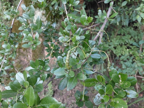 Maerua triphylla
