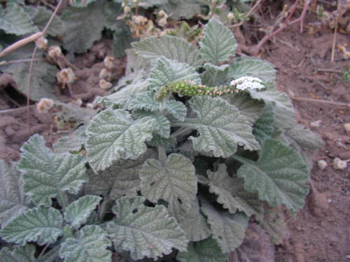 Indian Heliotrope