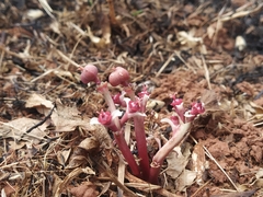 Euphorbia khandallensis