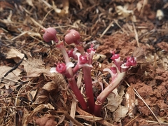 Euphorbia khandallensis