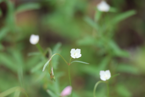 Clarkia epilobioides, photograph 6