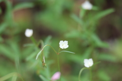 Clarkia epilobioides, photograph (c) Millie Basden, some rights reserved (CC BY)