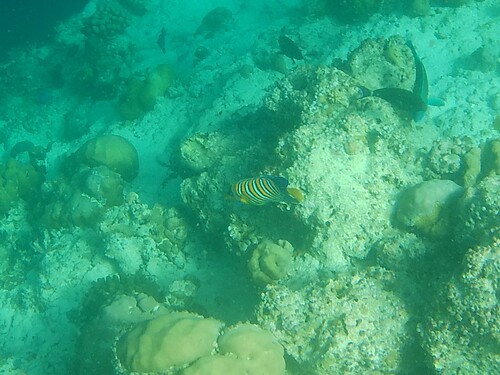Regal Angelfish — seen at this dive site