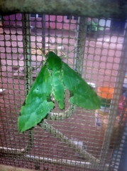 Euchloron megaera