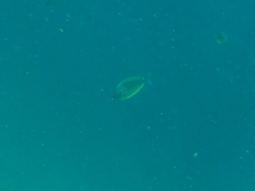 Naso hexacanthus