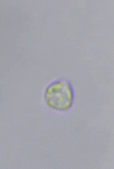 Ochrophyta