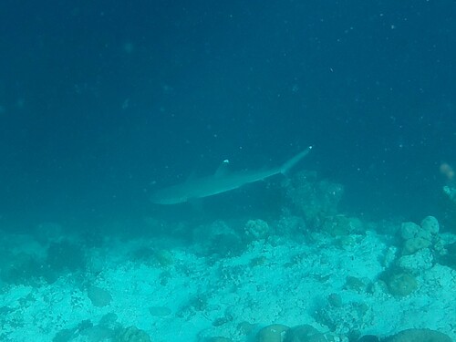 Triaenodon obesus