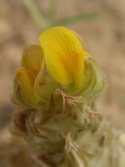 Crotalaria ebenoides