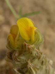 Crotalaria ebenoides