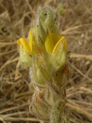Crotalaria ebenoides