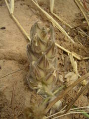 Crotalaria ebenoides