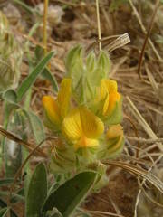 Crotalaria ebenoides