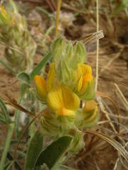 Crotalaria ebenoides