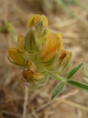 Crotalaria ebenoides