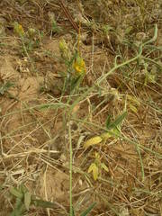 Crotalaria ebenoides
