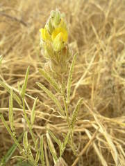 Crotalaria ebenoides