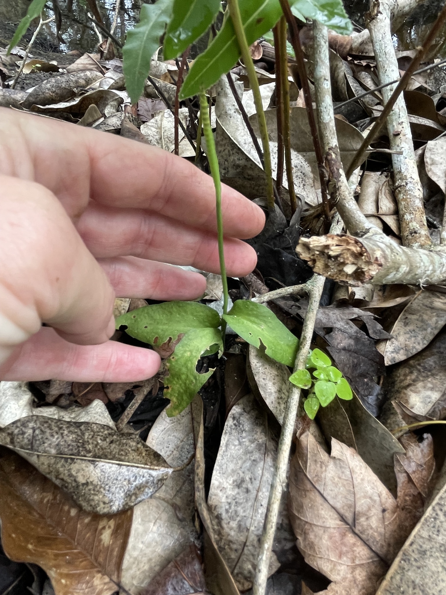 Longstem Adderstongue (Ophioglossum petiolatum)