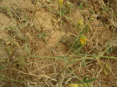 Crotalaria ebenoides