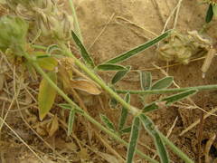 Crotalaria ebenoides