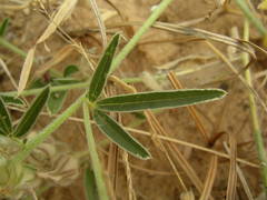 Crotalaria ebenoides