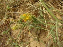 Crotalaria ebenoides