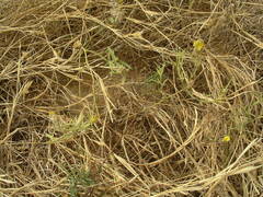 Crotalaria ebenoides