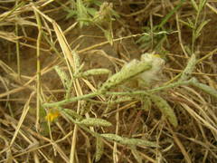 Crotalaria ebenoides