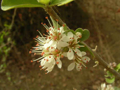 Combretum aculeatum
