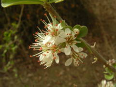 Combretum aculeatum image