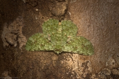 Aeolochroma viridicata