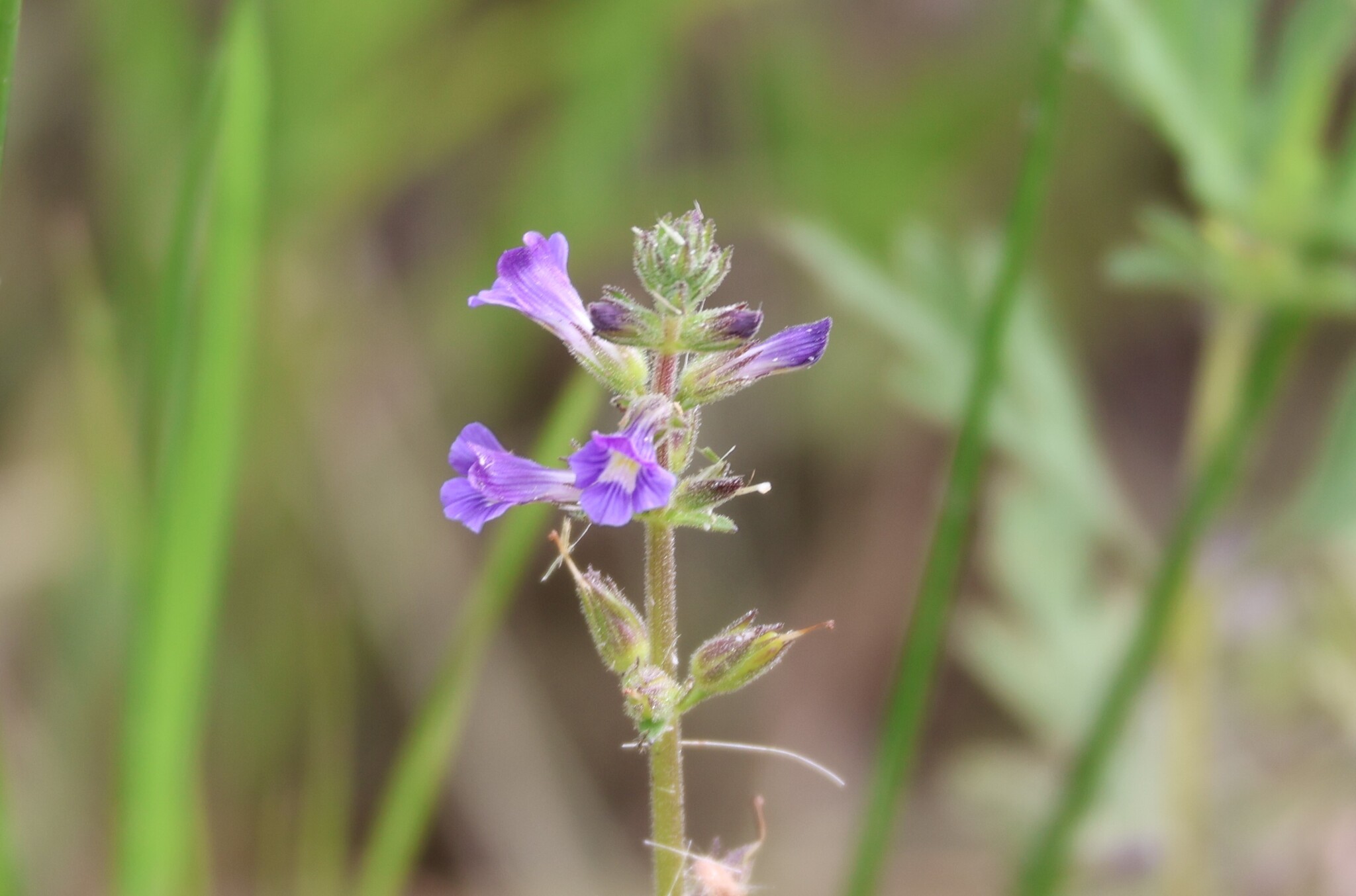 Whitewoolly Twintip (Stemodia durantifolia)