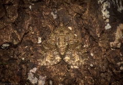 Polyclysta hypogrammata