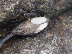 Barbatia virescens