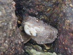 Barbatia virescens