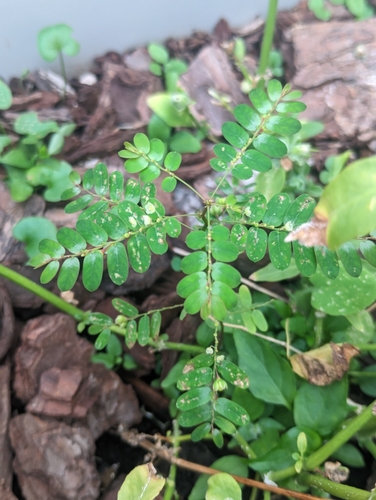 Phyllanthus niruri, photograph 5