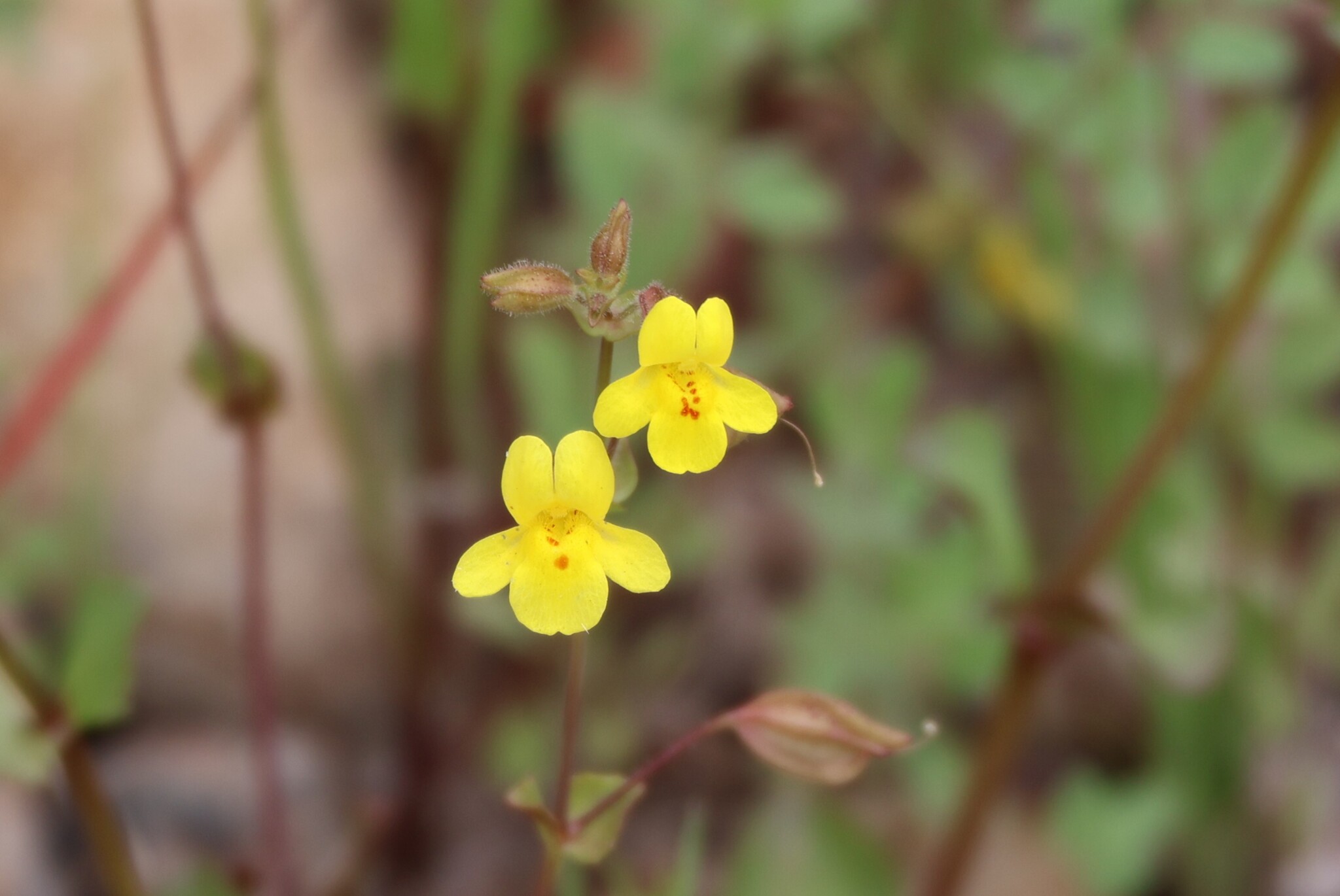Erythranthe Guttata (Erythranthe guttata)